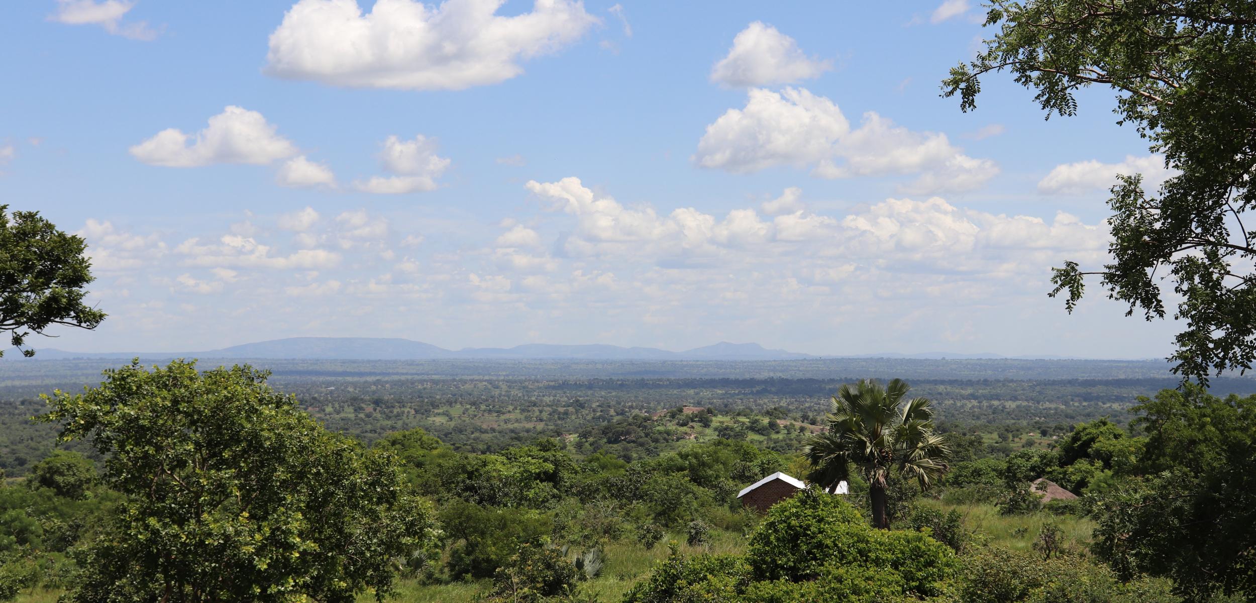 Skyline and trees overlooking the road